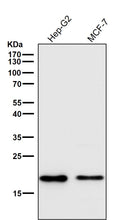 All lanes use the Antibody at 1:1K dilution for 1 hour at room temperature.