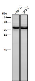 All lanes use the Antibody at 1:3K dilution for 1 hour at room temperature.