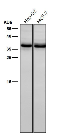 All lanes use the Antibody at 1:3K dilution for 1 hour at room temperature.