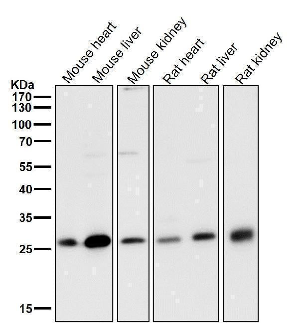All lanes use the Antibody at 1:2K dilution for 1 hour at room temperature.