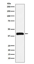 Western blot analysis of Bub3 expression in Jurkat cell lysate.
