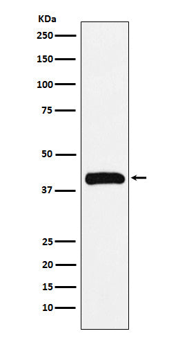 Western blot analysis of Bub3 expression in Jurkat cell lysate.