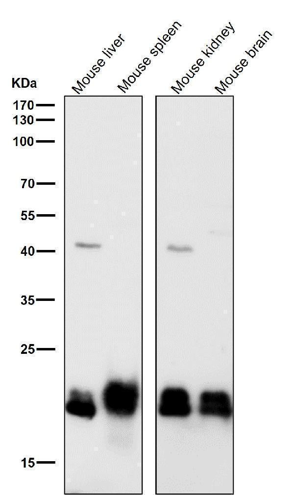All lanes use the Antibody at 1:2K dilution for 1 hour at room temperature.