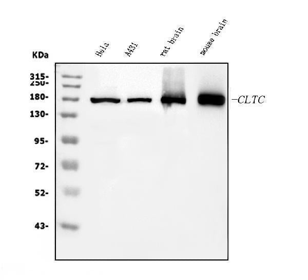 Anti-Clathrin heavy chain/CLTC Antibody Picoband® (monoclonal, 6D3)