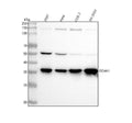 Anti-DDAH1 Monoclonal Antibody