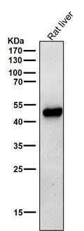 All lanes use the Antibody at 1:2K dilution for 1 hour at room temperature.