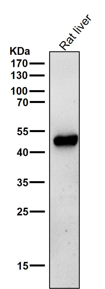 All lanes use the Antibody at 1:2K dilution for 1 hour at room temperature.