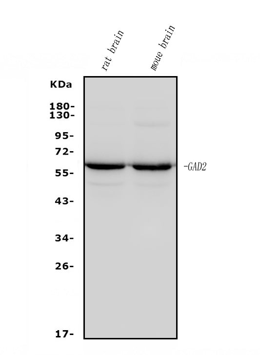 Anti-GAD65/GAD2 Antibody Picoband® (monoclonal, 4E12)