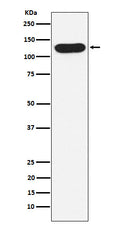 Western blot analysis of Nicastrin expression in A431 cell lysate.