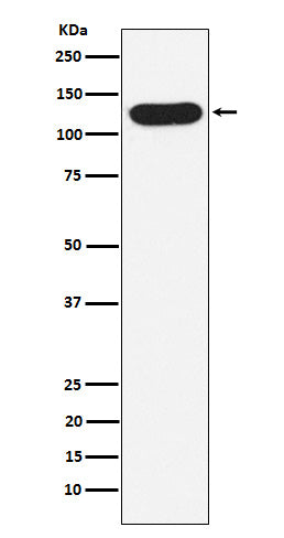 Western blot analysis of Nicastrin expression in A431 cell lysate.