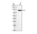 Anti-CD239 Rabbit Monoclonal Antibody
