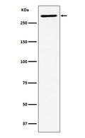 Western blot analysis of EDD expression in SH-SY5Y cell lysate.