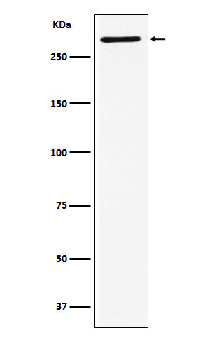 Western blot analysis of EDD expression in SH-SY5Y cell lysate.