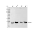 Anti-CTNNBIP1 Rabbit Monoclonal Antibody