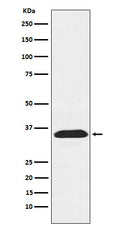 Western blot analysis of PEX19 expression in Jurkat cell lysate.