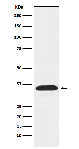 Western blot analysis of PEX19 expression in Jurkat cell lysate.