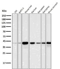 All lanes use the Antibody at 1:5K dilution for 1 hour at room temperature.