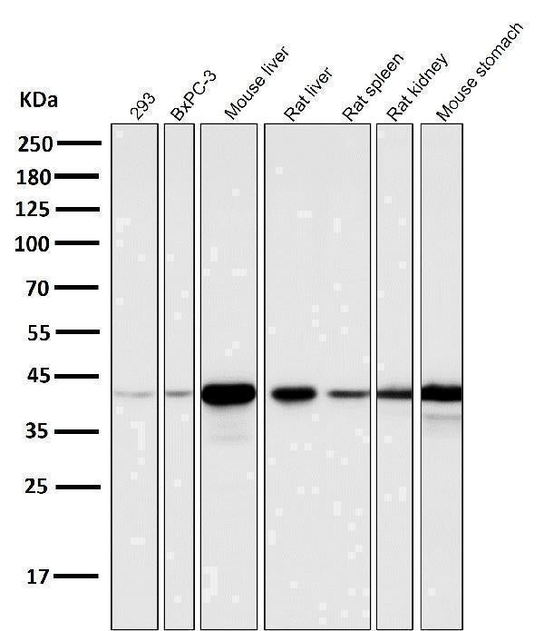 All lanes use the Antibody at 1:5K dilution for 1 hour at room temperature.