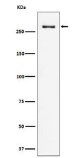 Western blot analysis of CHD3 expression in HeLa cell lysate.