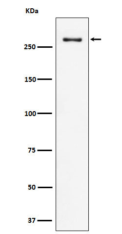 Western blot analysis of CHD3 expression in HeLa cell lysate.