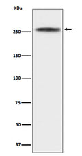 Anti-CHD3 Rabbit Monoclonal Antibody