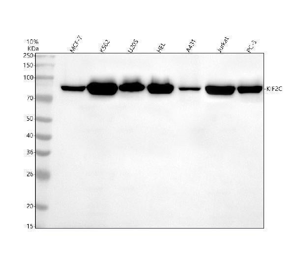 Anti-MCAK Rabbit Monoclonal Antibody