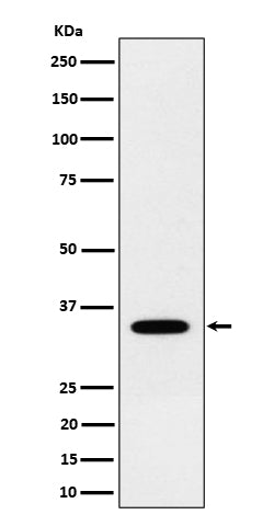 Western blot analysis of NTH1 expression in 293 cell lysate.