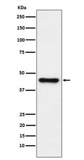 Western blot analysis of ABHD5 expression in HepG2 cell lysate.