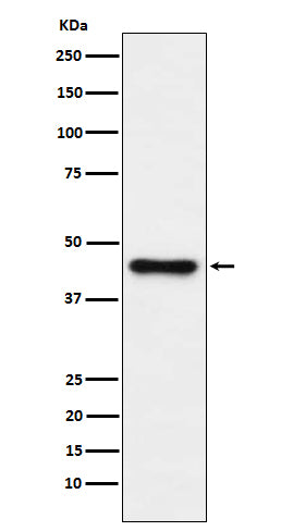 Western blot analysis of ABHD5 expression in HepG2 cell lysate.