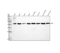 Anti-CLIC4 Rabbit Monoclonal Antibody