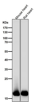 All lanes use the Antibody at 1:5K dilution for 1 hour at room temperature.
