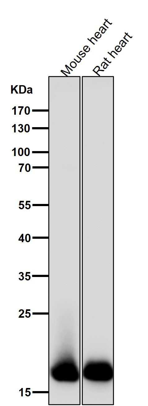 All lanes use the Antibody at 1:5K dilution for 1 hour at room temperature.