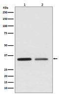 Western blot analysis of WNT2 expression in (1) Jurkat cell lysate; (2) SKBR-3 cell lysate.