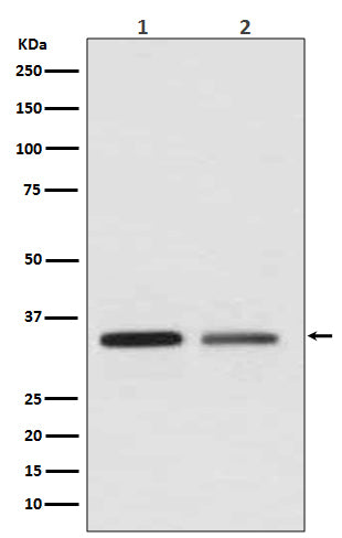 Western blot analysis of WNT2 expression in (1) Jurkat cell lysate; (2) SKBR-3 cell lysate.