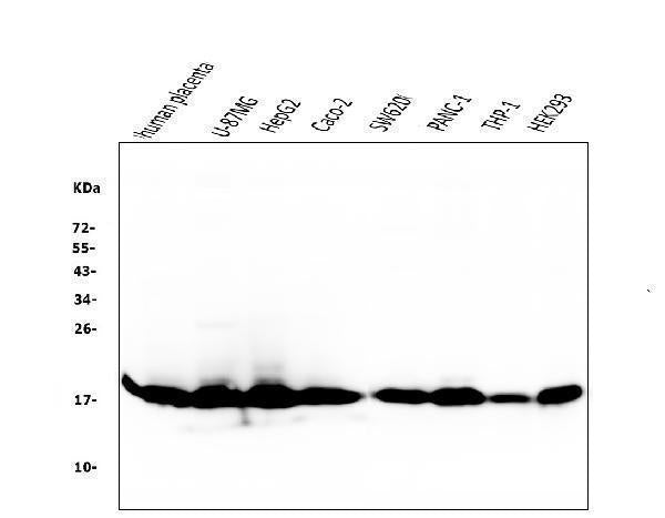 Anti-Cyclophilin B PPIB Antibody Picoband® (monoclonal, 11C11)