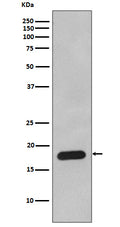 Western blot analysis of Cyclophilin B expression in HepG2 cell lysate.