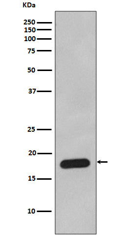 Western blot analysis of Cyclophilin B expression in HepG2 cell lysate.