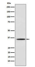 Western blot analysis of Myogenin expression in C2C12 cell lysate.