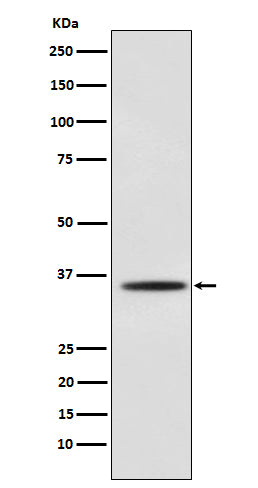 Western blot analysis of Myogenin expression in C2C12 cell lysate.