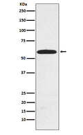 Western blot analysis of RAD23A expression in MCF7 cell lysate.