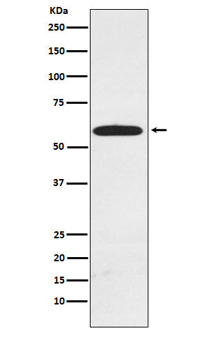 Western blot analysis of RAD23A expression in MCF7 cell lysate.