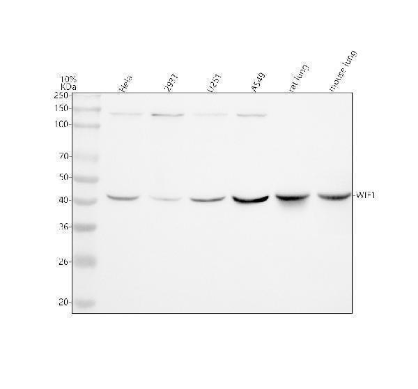 Anti-WIF1 Rabbit Monoclonal Antibody
