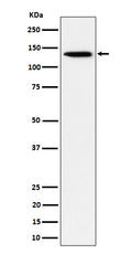 Western blot analysis of TRIM24 expression in HeLa cell lysate.