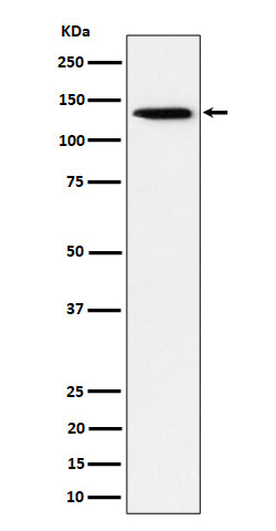 Western blot analysis of TRIM24 expression in HeLa cell lysate.