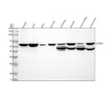 Anti-GLUT3 SLC2A3 Rabbit Monoclonal Antibody