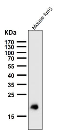 All lanes use the Antibody at 1:1K dilution for 1 hour at room temperature.