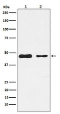 Western blot analysis of PDK2 expression in (1) SH-SY5Y cell lysate; (2) Mouse heart lysate.