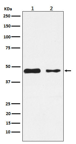 Western blot analysis of PDK2 expression in (1) SH-SY5Y cell lysate; (2) Mouse heart lysate.