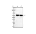 Anti-TEAD1 Rabbit Monoclonal Antibody
