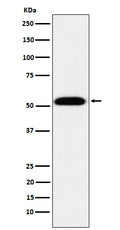 Western blot analysis of TEAD1 expression in 293T cell lysate.